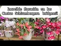 DISFRUTANDO INCREÍBLE FLORACIÓN DE LOS CACTUS Schlumbergera