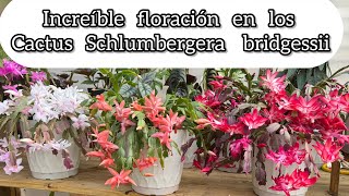 DISFRUTANDO INCREÍBLE FLORACIÓN DE LOS CACTUS Schlumbergera