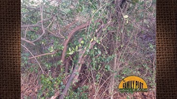 Q&A - What is this vine that is killing my tree? – Japanese Honeysuckle