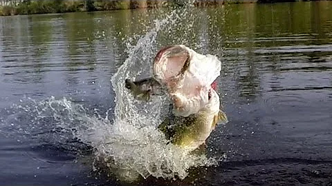 HUGE Topwater Blowups - INSANE Compilation