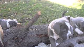 Gotti pitbull puppies