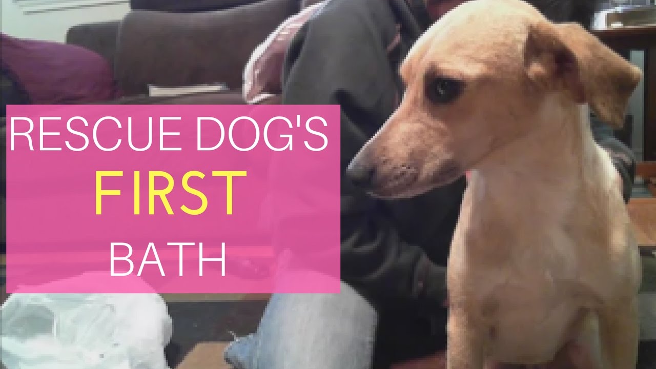 Rescue Dog's FIRST bath | Son's Big announcement - YouTube
