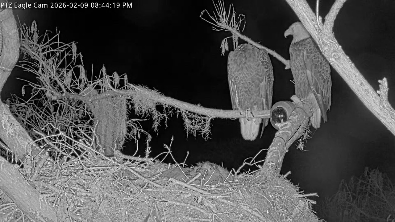 Winter Park Eagle Cam | 2 Eaglets! |  Wink & Atlas | Winter Park Eagle Cam | PTZ Cam