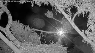 Winter Park Eagle Cam | 2 Eaglets! |  Brutus & Peanut | Winter Park Eagle Cam | PTZ Cam