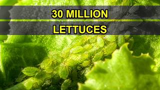 How Aphids Actually Work (30 Million Lettuce Heads Wasted)