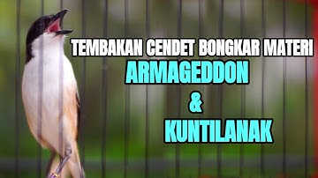 SUARA BURUNG CENDET TEMBAKAN ARMAGEDDON SAMBUNG KUNTI COCOK BUAT MASTERAN
