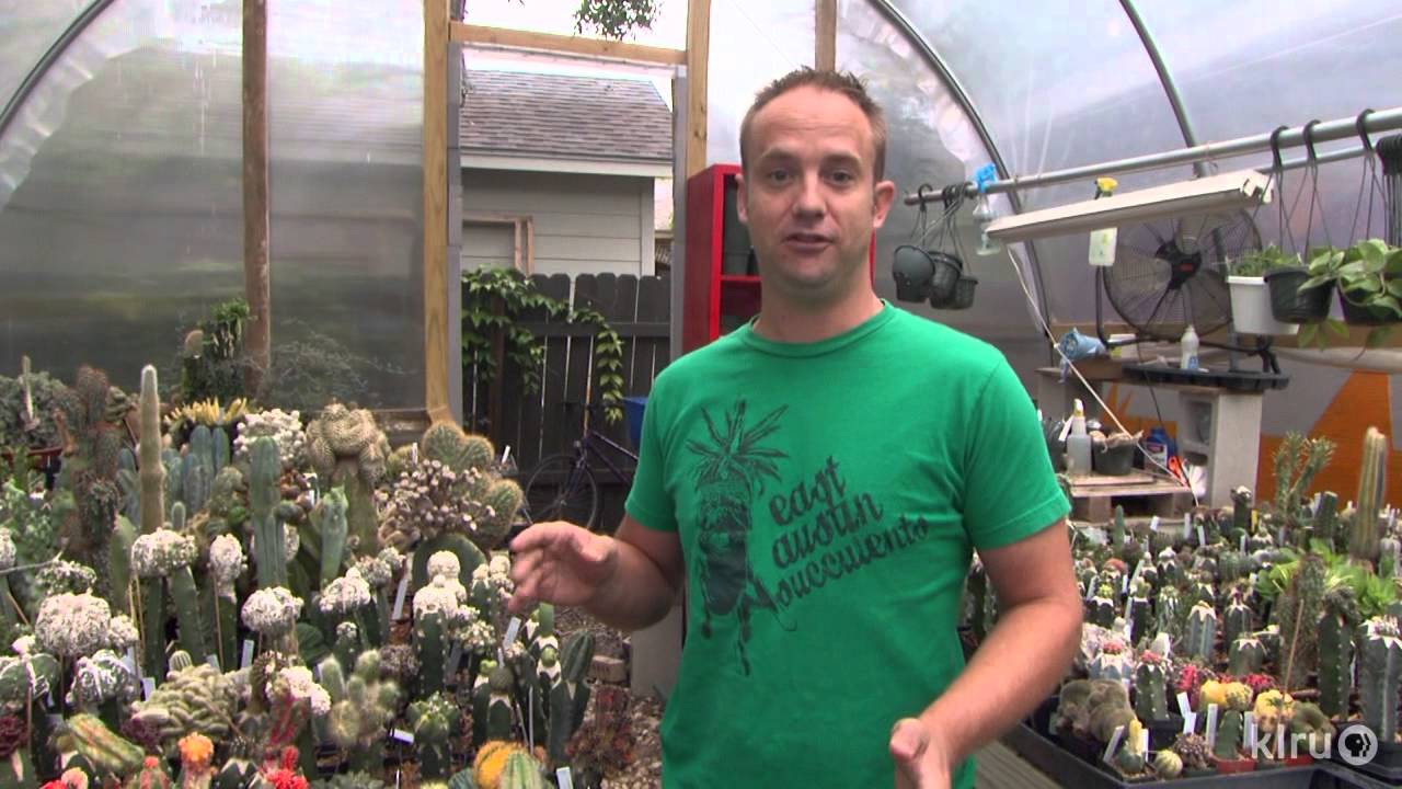 where to buy popcorn seeds for planting Red Strawberry Popcorn  Team Grow