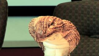 Dennis The Office Cobra: Episode 4 The Team Building