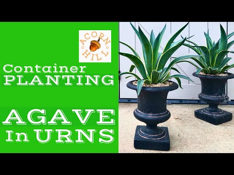 Acorn Hill CONTAINER PLANTING: AGAVE in URNS. Agave in Pots. Growing Agave In Pots. Buhay Amerika