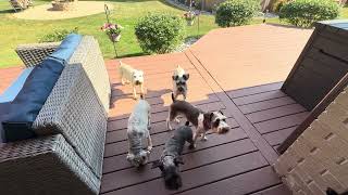 Green Beans | Life With Schnauzers