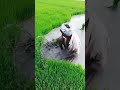 طريقة زراعة الأرز Shorts 