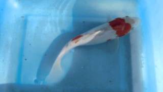 09.27.2011 8 to 10 Select koi 4.AVI