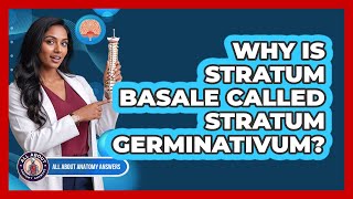 Why Is Stratum Basale Called Stratum Germinativum?