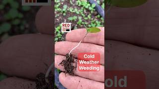 Cold Weather Weeding #winter #weeds #gardenfail #flameweeder