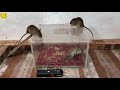 Top 5 Electric Mouse Trap | Idea Mouse Trap Homemade With Battery 12V #30