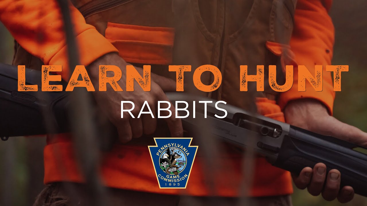 Learn to Hunt Rabbits - YouTube