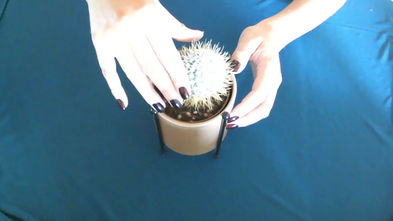 [ASMR] Some more Cactus Sounds - No Talking - YouTube