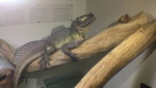 Hangin with Hydrosaurus