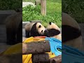 414 twin panda cubs daily vlog panda cute babypanda yuke yuai chongqingzoo dailyvlog fyp