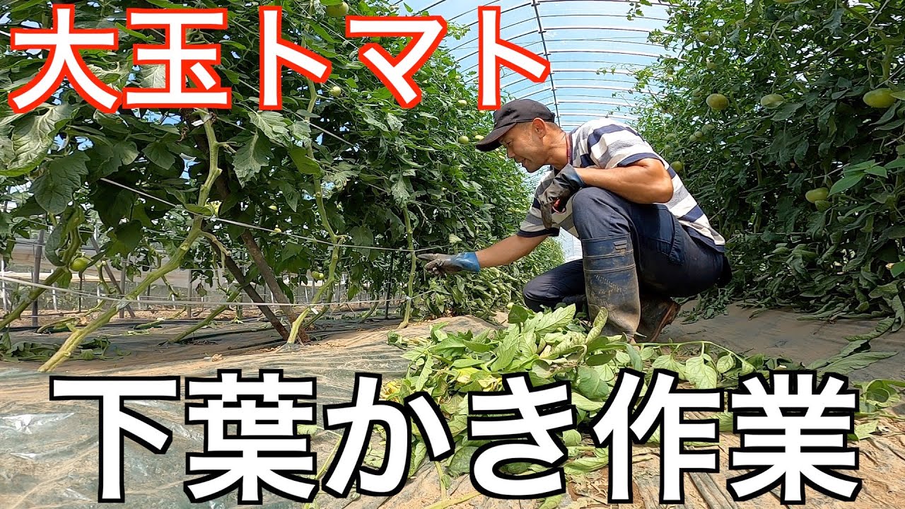 大玉トマト。病害虫に負けないようにする下葉かき作業。ポイントとタイミングの解説。実際の作業のやり方をお伝えします。