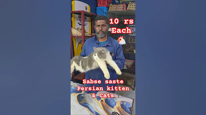 Video 11907461: persian cat kitten, fish persian cat, pets