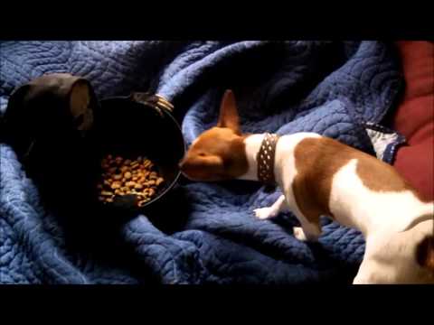 pranking-dogs-and-cats-with-halloween-scary-bowl