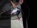 mancing ikan purba dn rilis anaknya
