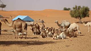 Mauritanie Plateau de Tagant Eleveur de dromadaires / Mauritania Tagant Plateau Camel breeder