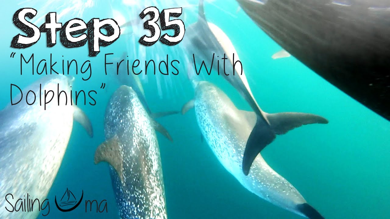 Swimming With WILD Dolphins — Sailing Uma [Step 35]