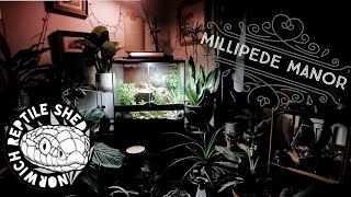 Making a Beautiful Giant African Millipede Terrarium!