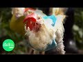 Vom Glück, ein Huhn zu retten | WDR Doku