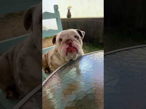 POLAR HABLA GEN Z Y EXPLOTÉ 🐶😵💀 #doglife #polar #dixy