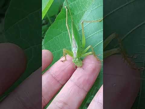 중베짱이 #insects