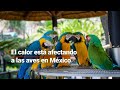 ¡INFIERNO EN MÉXICO! Ola de calor provoca la muerte de aves en las Huasteca Potosina