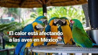 ¡INFIERNO EN MÉXICO! Ola de calor provoca la muerte de aves en las Huasteca Potosina