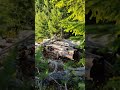 Mountain nature vegetation greenery landscape in the Rhodope Mountains in Bulgaria