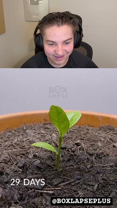 1 Year in 60 Seconds Lemon Tree