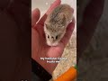 Hamster check   does your hamster trust you hamster trustcheck roboham roborovski