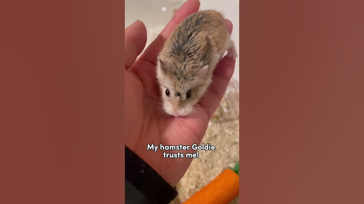 Hamster Check ✅ : does your hamster trust you? #hamster #trustcheck #roboham #roborovski