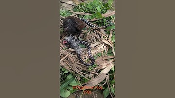 Bìm bịp bắt rắn về bảo vệ tổ #cobra #hunterbird #cob
