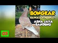 BONGKAR Rawatan Merpati Asna Jaya - Bandung