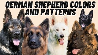 7 Different GERMAN SHEPHERD Coat Color Patterns