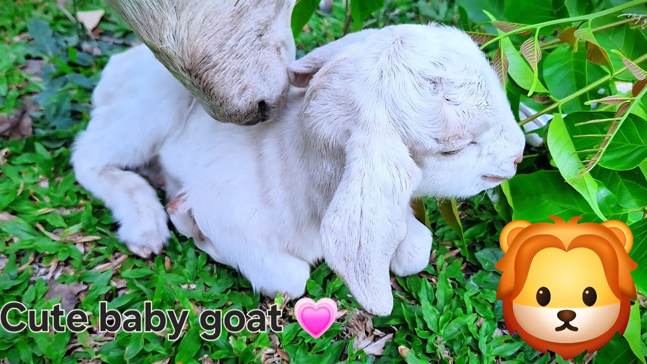 Baby goat sounds 💕