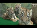 Don't You Wish You Could Play With These Roly-Poly Baby Tigers? (Part 1) | Kritter Klub