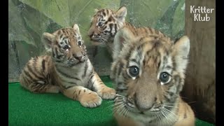 Don't You Wish You Could Play With These RolyPoly Baby Tigers? (Part 1) | Kritter Klub