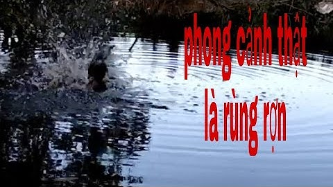 câu cá lóc bằng vịt con. snakehead fishing with ducklings