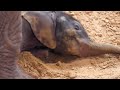 Baby elephant playing in the sand  toledo zoo