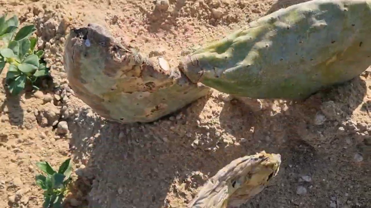 زراعة التين الشوكى وجمال التين الشوكى فى مصر 01007305821