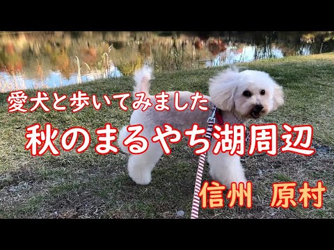 愛犬と歩いてみました「秋のまるやち湖周辺」信州　原村