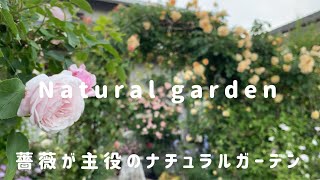 無農薬で育つ我が家の薔薇【丈夫な薔薇12種紹介】